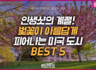 벚꽃 피는 곳 5
