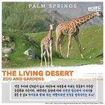 Palm Springs_4