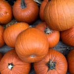 patch-stock-halloween-pumpkin-stand-ny-allen-2-1___22155836814