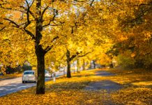 가을철, 낙엽이 차에 끼치는 악영향 “절대 무시마세요!”