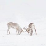 VisitLapland3