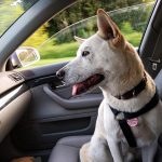 dog-2379878_960_720
