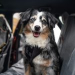 Kurgo-Enhanced-Strength-Tru-Fit-Dog-Car-Harness-Large-Portrait-1024×683