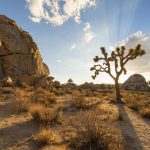 JOSHUA_TREE_NATIONAL_PARK_(15112433079)